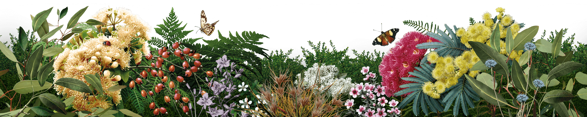 Decorative native flower border