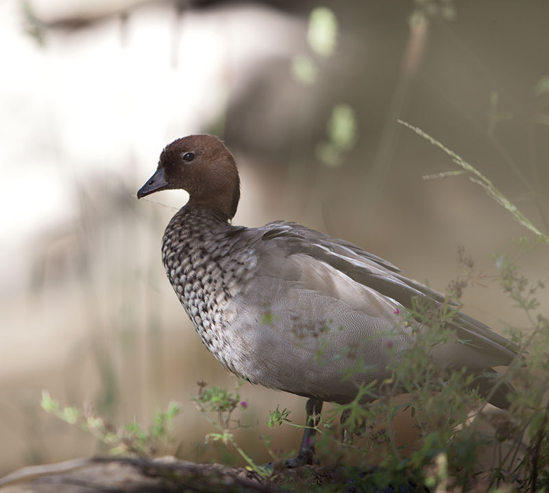 Pavilions Blackburn Lake - bird in Blackburn Lake sanctuary